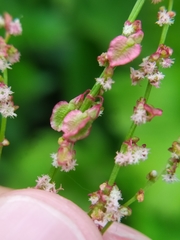 Rumex arifolius