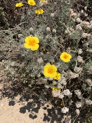 Eschscholzia californica maritima