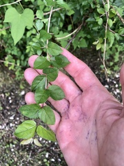 Sageretia minutiflora