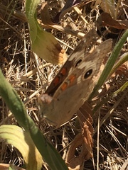 Junonia grisea