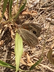 Junonia grisea