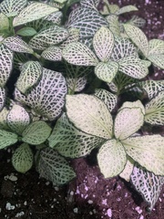 Fittonia