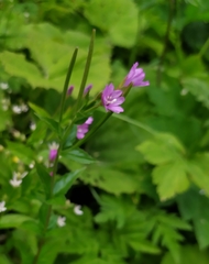 Epilobium alpestre