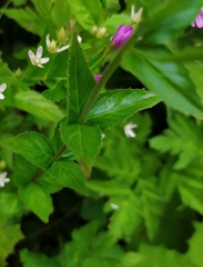 Epilobium alpestre