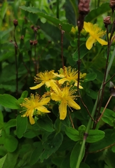 Hypericum maculatum maculatum