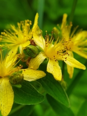 Hypericum maculatum maculatum