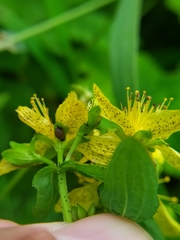 Hypericum maculatum maculatum