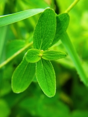 Hypericum maculatum maculatum