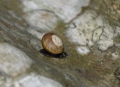 Coryda alauda strobilus