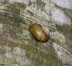 Coryda alauda strobilus