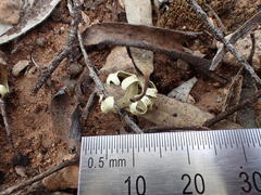 Xanthoparmelia semiviridis