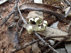 Xanthoparmelia semiviridis