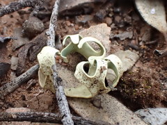 Xanthoparmelia semiviridis