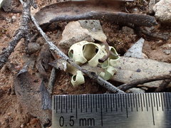 Xanthoparmelia semiviridis