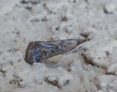 Loxostege allectalis