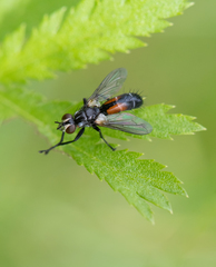 Cylindromyia interrupta