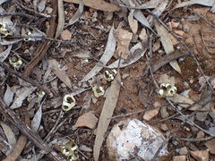 Xanthoparmelia semiviridis