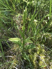 Platanthera huronensis
