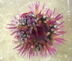 Bunodosoma californica