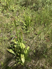 Platanthera huronensis