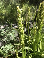 Platanthera huronensis
