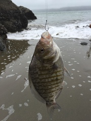 Amphistichus argenteus