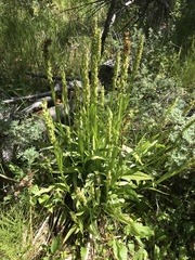 Platanthera huronensis