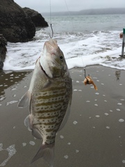 Amphistichus argenteus