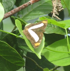 Adelpha iphicleola