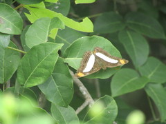 Adelpha iphicleola