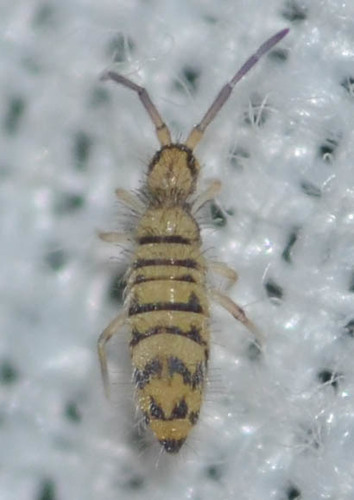 Entomobrya multifasciata, photo 2 of 10