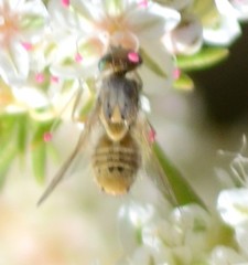 Terellia fuscicornis