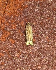 Epiblema abruptana