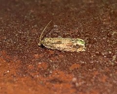 Epiblema abruptana