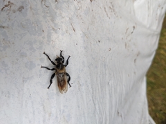 Laphria janus