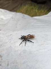 Laphria janus