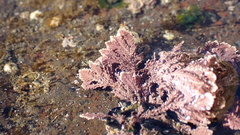 Arthrocardia corymbosa