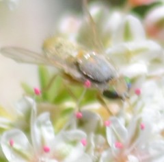 Terellia fuscicornis