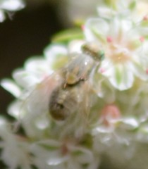 Terellia fuscicornis