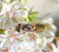 Terellia fuscicornis