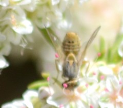 Terellia fuscicornis