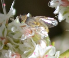 Terellia fuscicornis