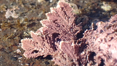 Arthrocardia corymbosa