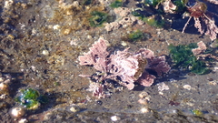 Arthrocardia corymbosa