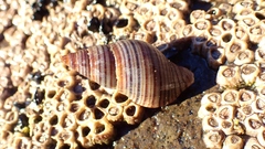Buccinulum littorinoides