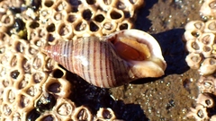 Buccinulum littorinoides