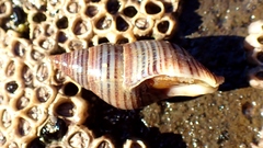 Buccinulum littorinoides