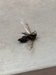 Liometopum apiculatum