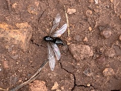 Liometopum apiculatum