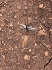 Liometopum apiculatum